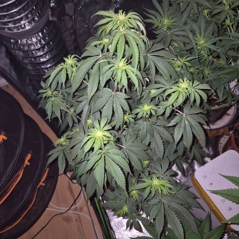 Mimosa evo stecki  🍊🍋🍍 (65-70bt) growlog timeline photo