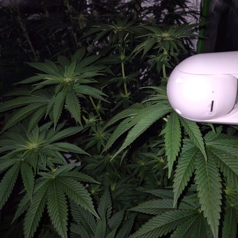 💚Bubba kush 🦝 (56-63 BT) growlog timeline photo