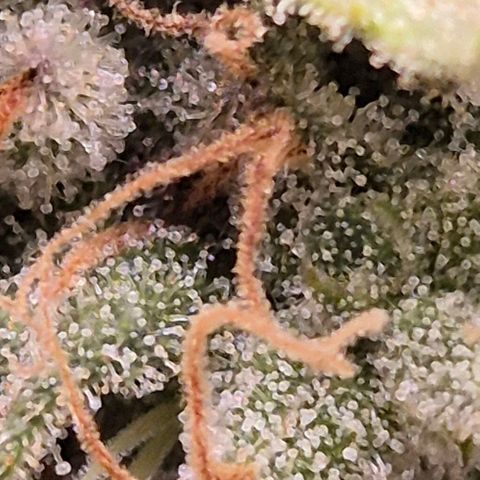 WTF- Königin Mimosa evo 👑👑👑 (65-70bt) growlog timeline photo