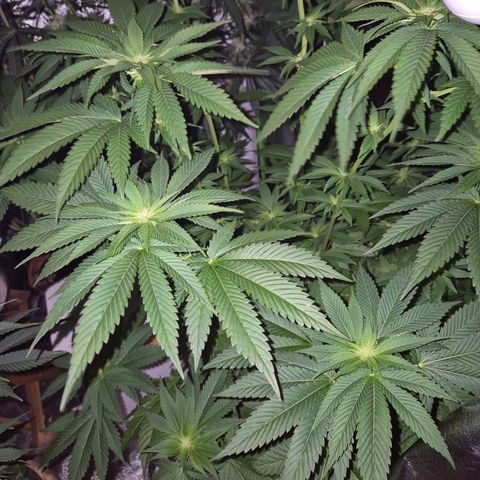 💚Bubba kush 🦝 (56-63 BT) growlog timeline photo