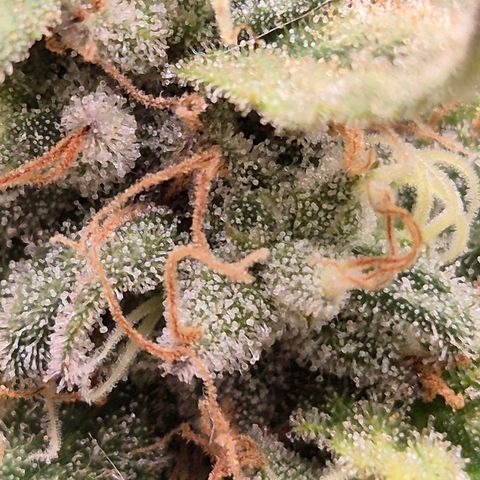 WTF- Königin Mimosa evo 👑👑👑 (65-70bt) growlog timeline photo