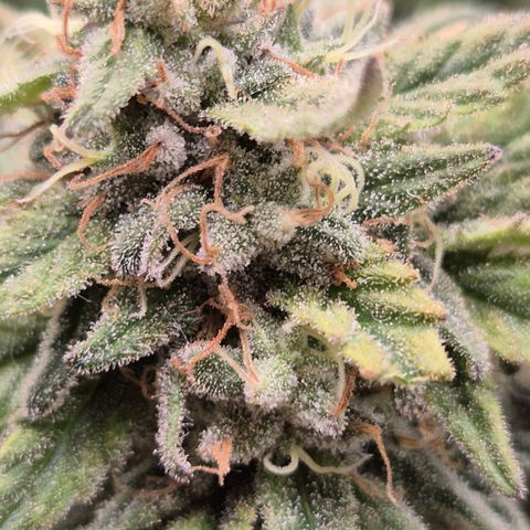 WTF- Königin Mimosa evo 👑👑👑 (65-70bt) growlog timeline photo