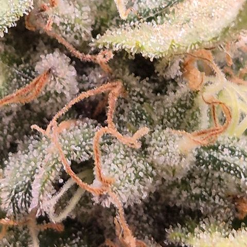 WTF- Königin Mimosa evo 👑👑👑 (65-70bt) growlog timeline photo