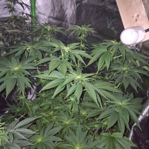 💚Bubba kush 🦝 (56-63 BT) growlog timeline photo