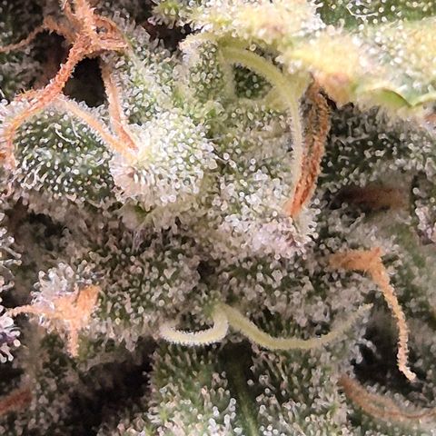 WTF- Königin Mimosa evo 👑👑👑 (65-70bt) growlog timeline photo