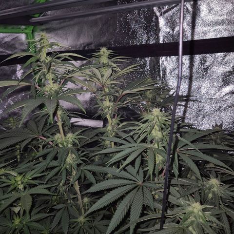 ICE 💚🧊 (63-70bt) growlog timeline photo