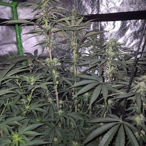ICE 💚🧊 (63-70bt) growlog timeline photo