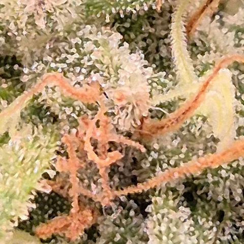 WTF- Königin Mimosa evo 👑👑👑 (65-70bt) growlog timeline photo