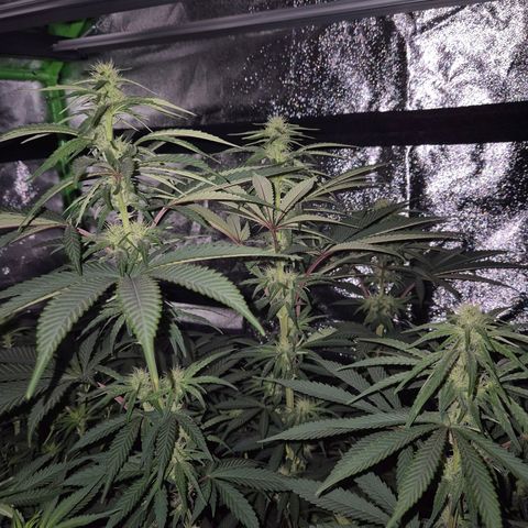 ICE 💚🧊 (63-70bt) growlog timeline photo