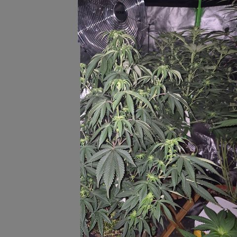 Mimosa evo stecki  🍊🍋🍍 (65-70bt) growlog timeline photo