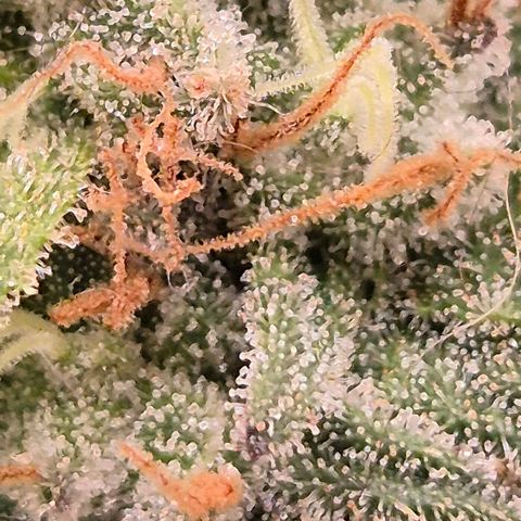 WTF- Königin Mimosa evo 👑👑👑 (65-70bt) growlog timeline photo