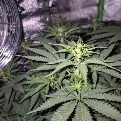 Tangerine dream 🌴 (60-65bt)  growlog timeline photo