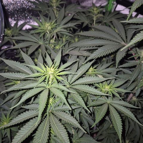Tangerine dream 🌴 (60-65bt)  growlog timeline photo