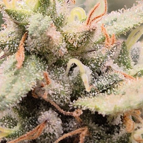 WTF- Königin Mimosa evo 👑👑👑 (65-70bt) growlog timeline photo