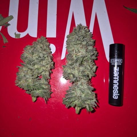 WTF- Königin Mimosa evo 👑👑👑 (65-70bt) growlog timeline photo