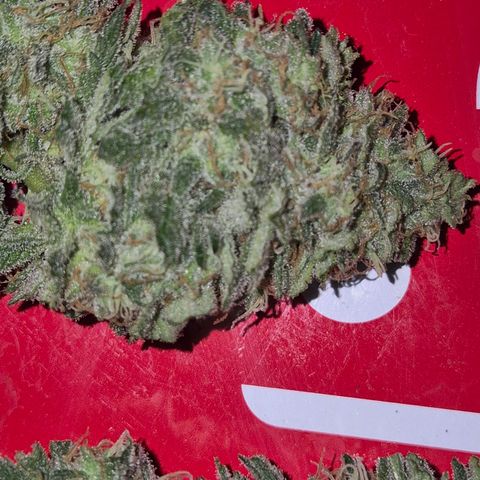 WTF- Königin Mimosa evo 👑👑👑 (65-70bt) growlog timeline photo