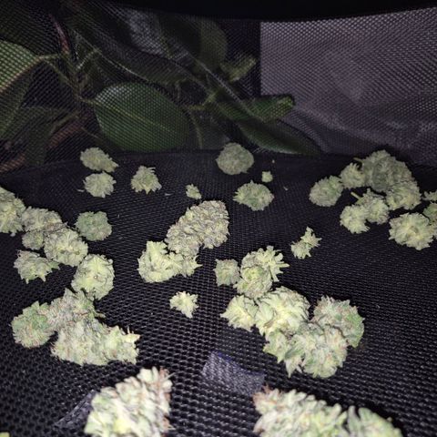 WTF- Königin Mimosa evo 👑👑👑 (65-70bt) growlog timeline photo