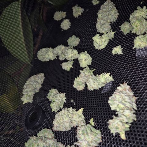 WTF- Königin Mimosa evo 👑👑👑 (65-70bt) growlog timeline photo