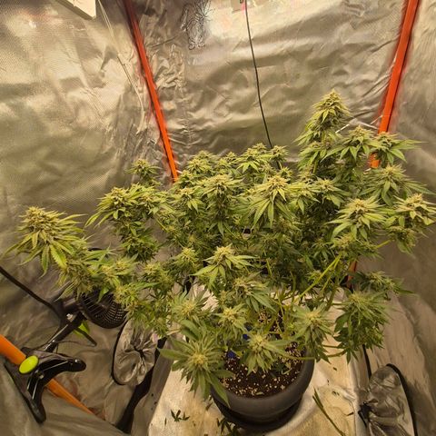WTF- Königin Mimosa evo 👑👑👑 (65-70bt) growlog photo: 338g nass, getrimmt. Halbe Pflanze steht noch und sorgt nun für zukünftige coucheffekte