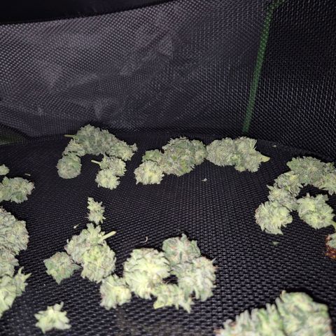 WTF- Königin Mimosa evo 👑👑👑 (65-70bt) growlog timeline photo