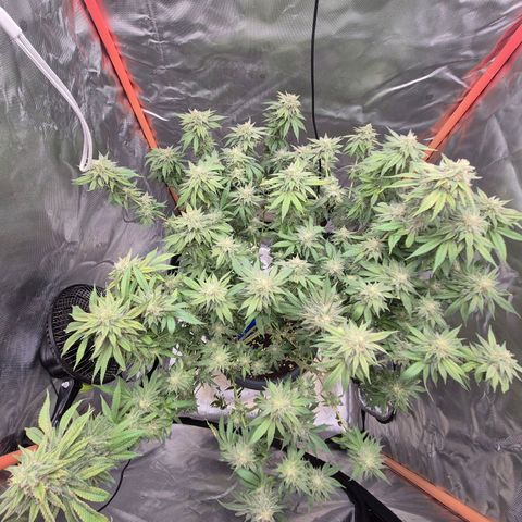 WTF- Königin Mimosa evo 👑👑👑 (65-70bt) growlog photo: 338g nass, getrimmt. Halbe Pflanze steht noch und sorgt nun für zukünftige coucheffekte