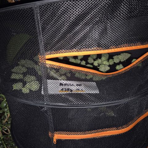 WTF- Königin Mimosa evo 👑👑👑 (65-70bt) growlog timeline photo