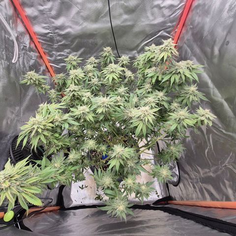 WTF- Königin Mimosa evo 👑👑👑 (65-70bt) growlog photo: 338g nass, getrimmt. Halbe Pflanze steht noch und sorgt nun für zukünftige coucheffekte