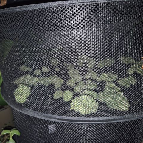 WTF- Königin Mimosa evo 👑👑👑 (65-70bt) growlog timeline photo
