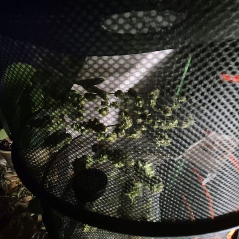 WTF- Königin Mimosa evo 👑👑👑 (65-70bt) growlog photo: 338g nass, getrimmt. Halbe Pflanze steht noch und sorgt nun für zukünftige coucheffekte