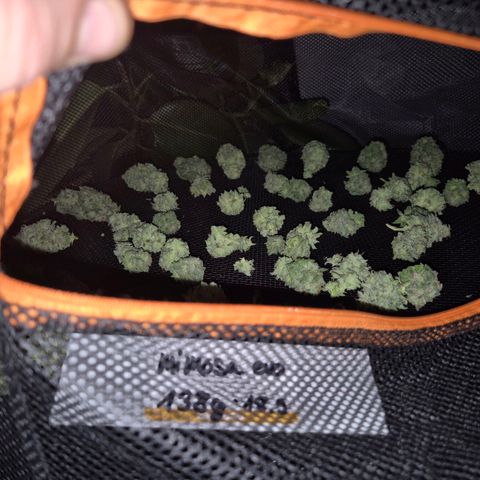 WTF- Königin Mimosa evo 👑👑👑 (65-70bt) growlog photo: 338g nass, getrimmt. Halbe Pflanze steht noch und sorgt nun für zukünftige coucheffekte