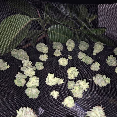 WTF- Königin Mimosa evo 👑👑👑 (65-70bt) growlog timeline photo