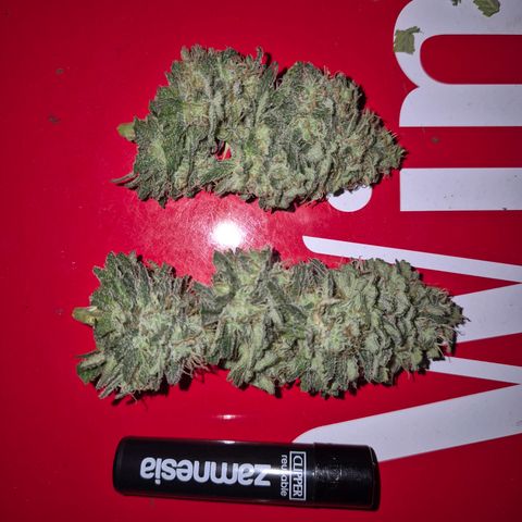 WTF- Königin Mimosa evo 👑👑👑 (65-70bt) growlog timeline photo