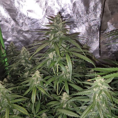 LSD auto (63-70 Tage ab Keimung) growlog timeline photo