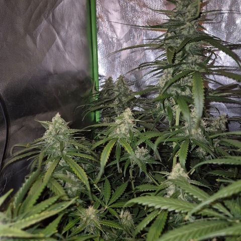 LSD auto (63-70 Tage ab Keimung) growlog timeline photo