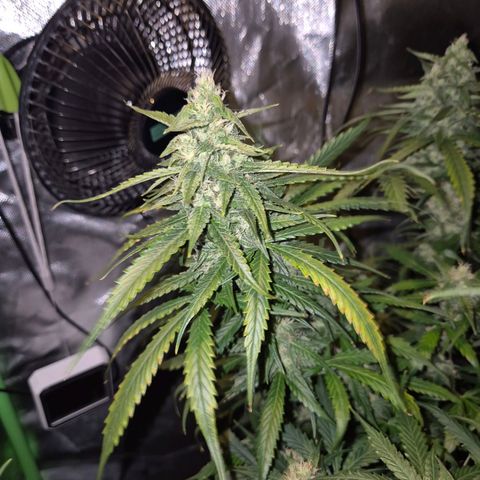 LSD auto (63-70 Tage ab Keimung) growlog timeline photo