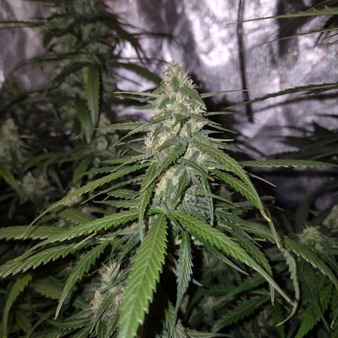 LSD auto (63-70 Tage ab Keimung) growlog timeline photo