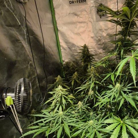 LSD auto (63-70 Tage ab Keimung) growlog timeline photo
