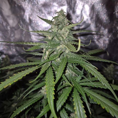 LSD auto (63-70 Tage ab Keimung) growlog timeline photo