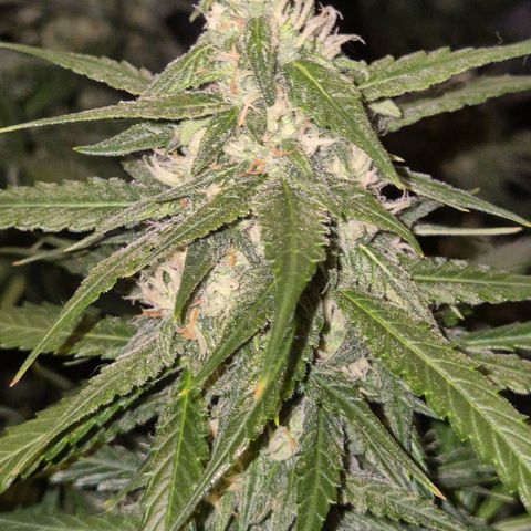 LSD auto (63-70 Tage ab Keimung) growlog timeline photo