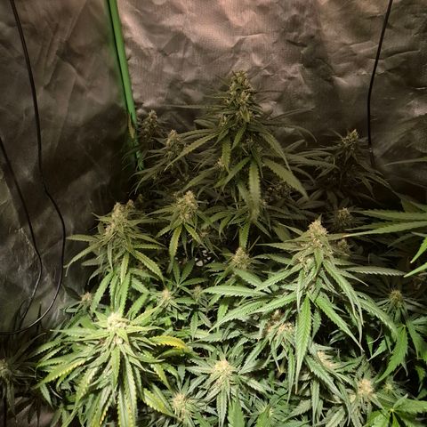 LSD auto (63-70 Tage ab Keimung) growlog timeline photo