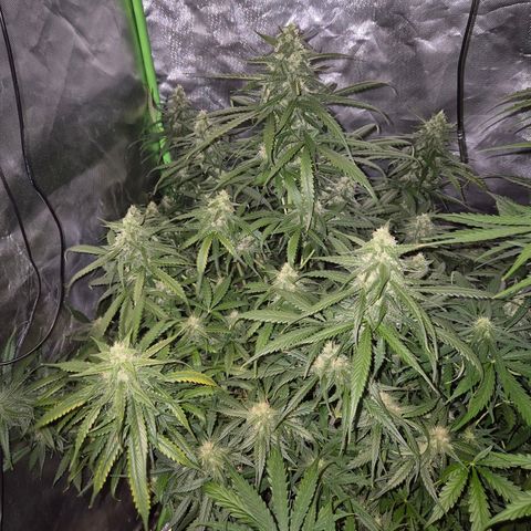 LSD auto (63-70 Tage ab Keimung) growlog timeline photo
