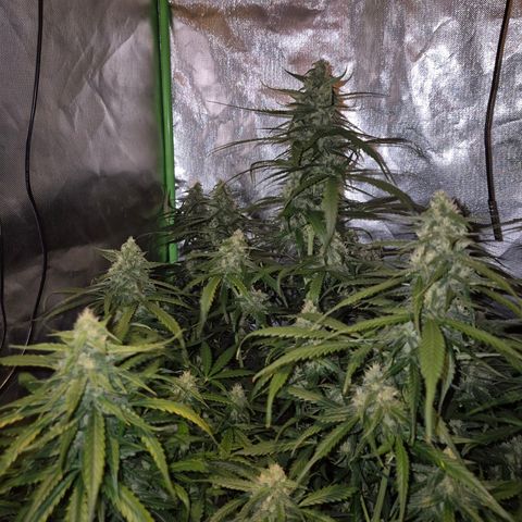 LSD auto (63-70 Tage ab Keimung) growlog timeline photo