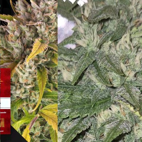 LSD auto (63-70 Tage ab Keimung) growlog photo: Ich würde sagen, im Vergleich ist sie auf nem top weg!👌💪🤩
