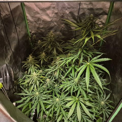 💚CHOCOLOPE 🍫 ☕️auto (56-63 BT) growlog timeline photo