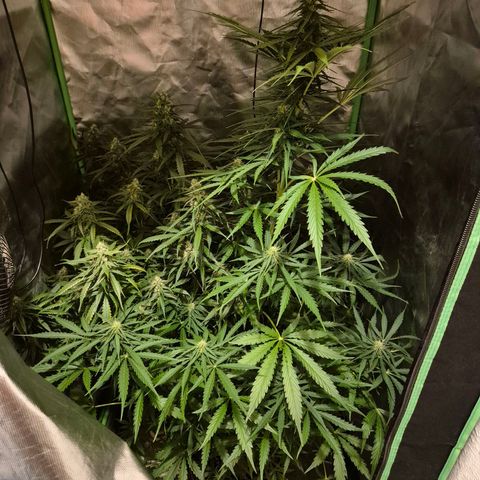 💚CHOCOLOPE 🍫 ☕️auto (56-63 BT) growlog timeline photo