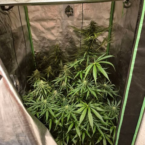 💚CHOCOLOPE 🍫 ☕️auto (56-63 BT) growlog timeline photo