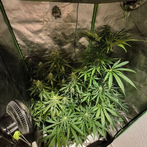 💚CHOCOLOPE 🍫 ☕️auto (56-63 BT) growlog timeline photo