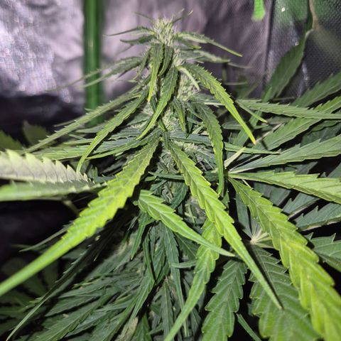 💚CHOCOLOPE 🍫 ☕️auto (56-63 BT) growlog timeline photo