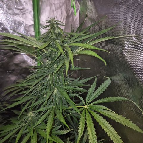 💚CHOCOLOPE 🍫 ☕️auto (56-63 BT) growlog timeline photo