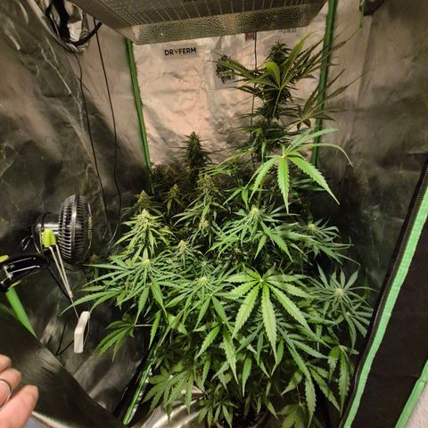 💚CHOCOLOPE 🍫 ☕️auto (56-63 BT) growlog timeline photo